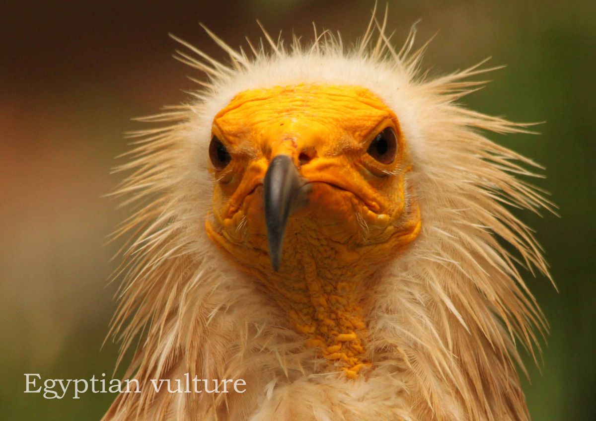 エジプトハゲワシ 動物 鳥類 Ganref