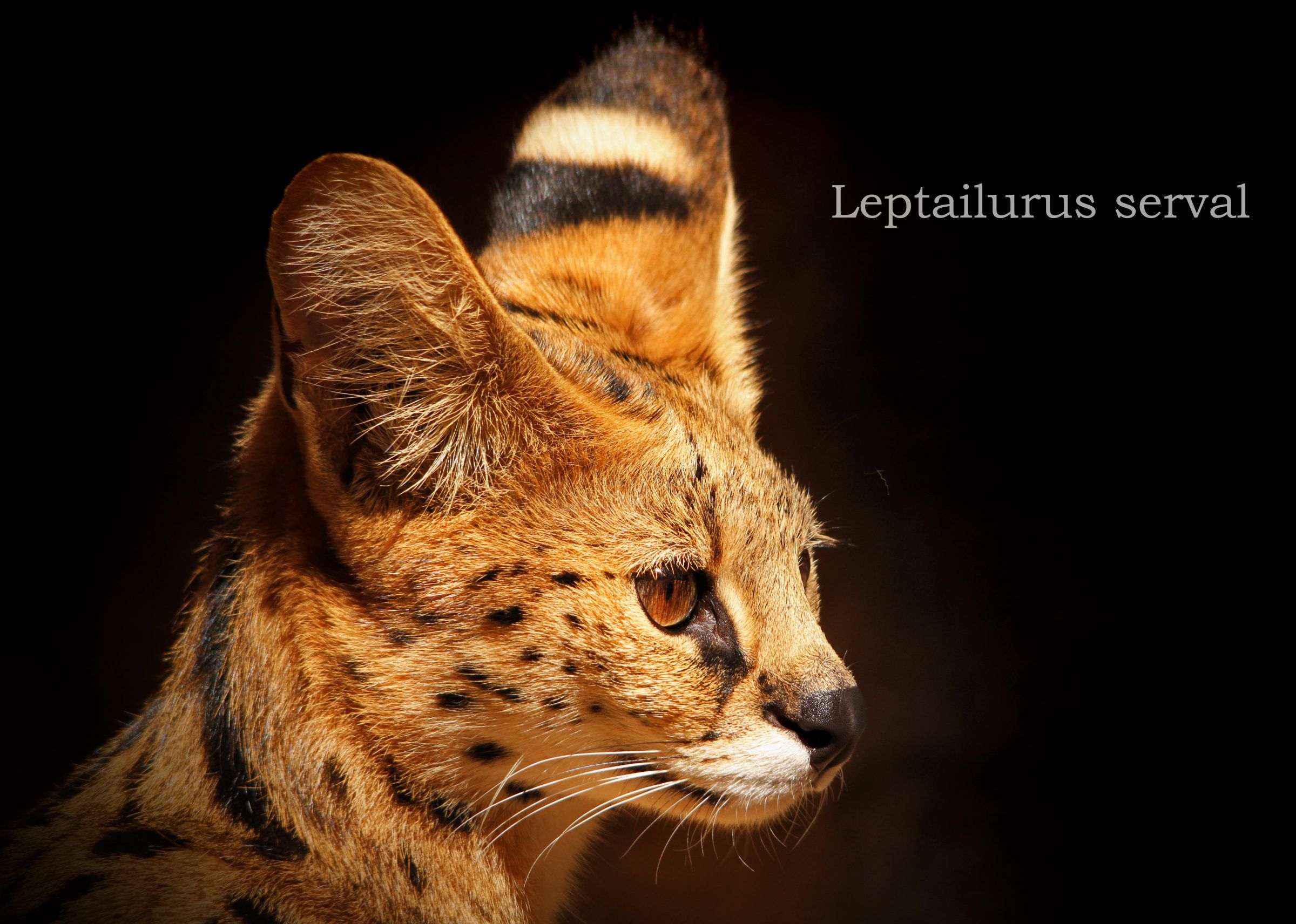 サーバルキャット　毛皮 サーバルキャット 毛皮