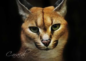 カラカル4本 5c5fcaf7a468457a6ee0223b891da9