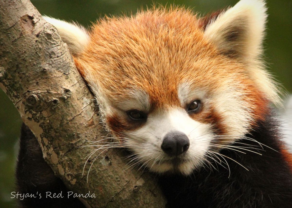 シセンレッサーパンダ 動物 その他の陸の生物 Ganref
