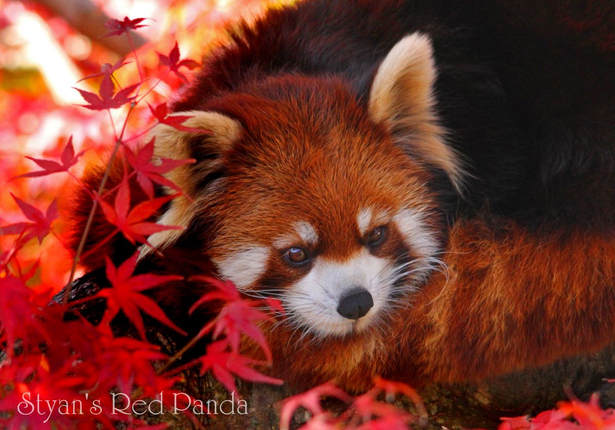 シセンレッサーパンダ 動物 その他の陸の生物 Ganref