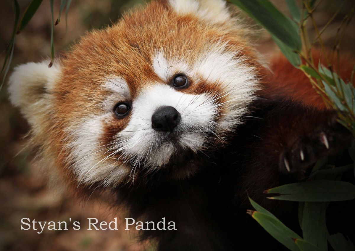 シセンレッサーパンダ 動物 その他の陸の生物 Ganref