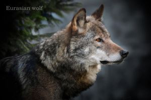 オオカミ オオカミ SPIRIT OF THE WILD | トッド・K・フラー, 幸島 司郎