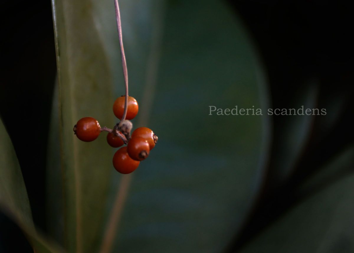 ヘクソカズラ 植物 実 果実 Ganref