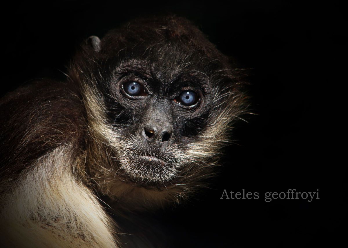 ジェフロイクモザル 動物 その他の陸の生物 Ganref