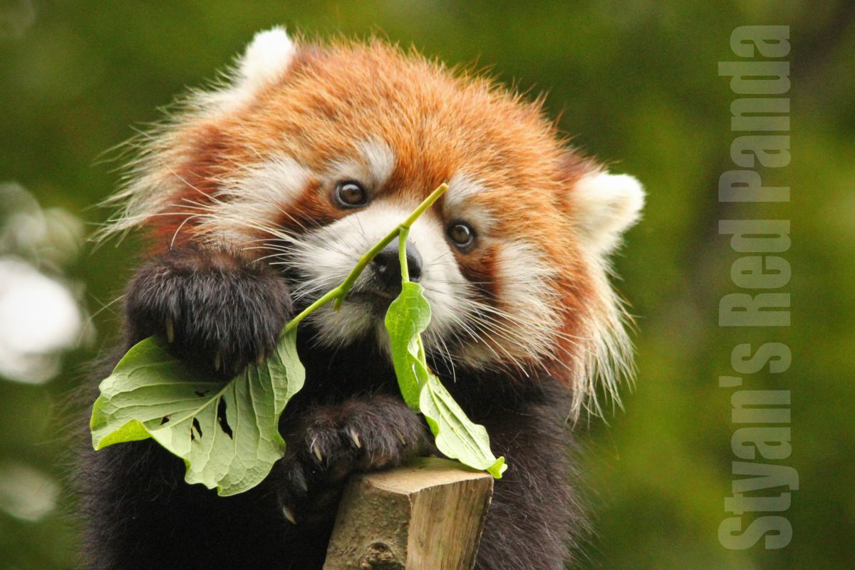 シセンレッサーパンダ 動物 その他の陸の生物 Ganref
