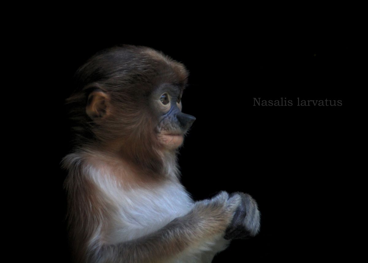 テングザル 動物 その他の陸の生物 Ganref