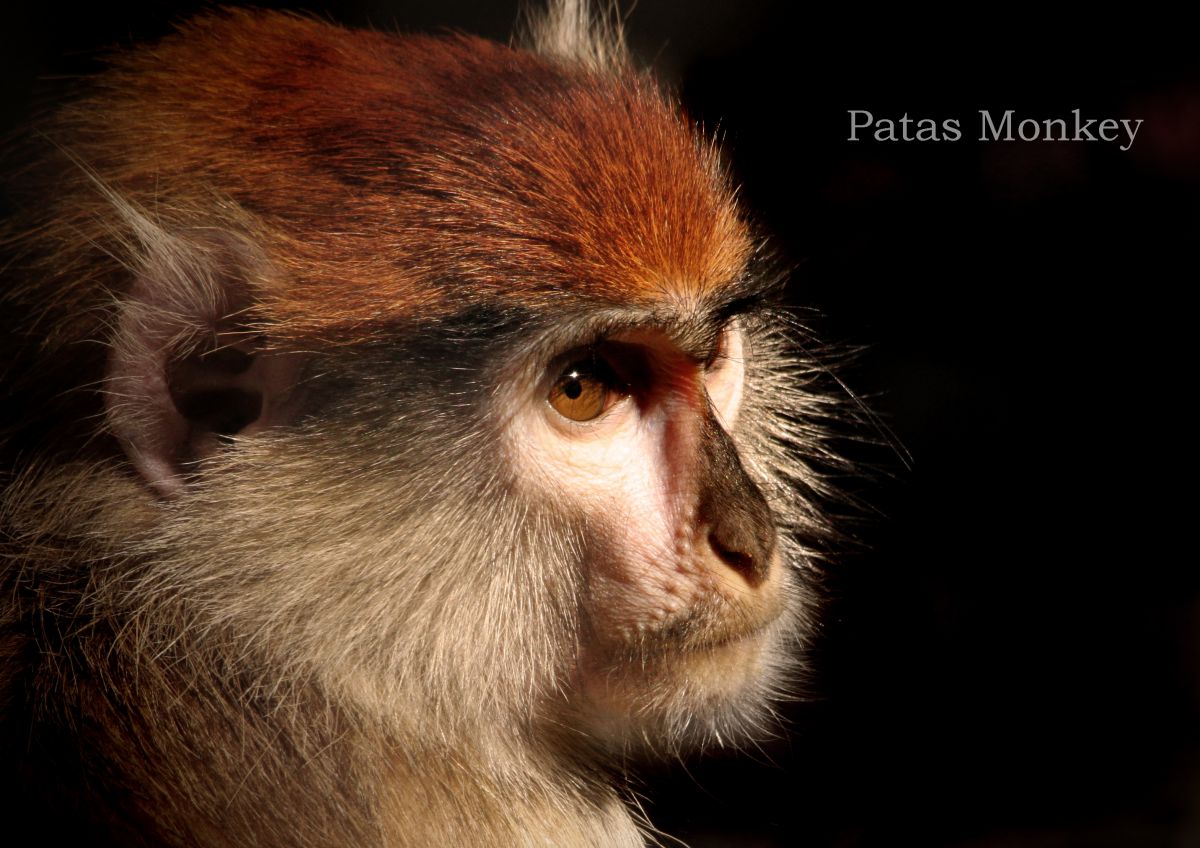 パタスザル 動物 その他の陸の生物 Ganref