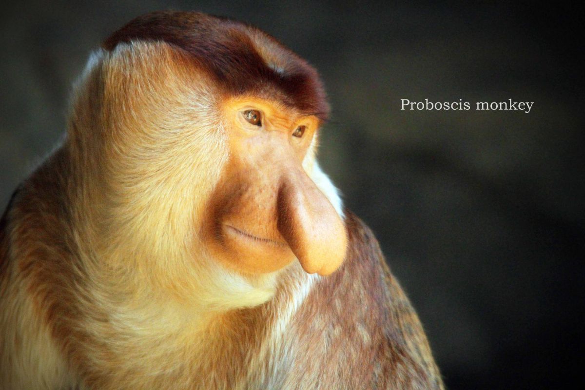 テングザル 動物 その他の陸の生物 Ganref
