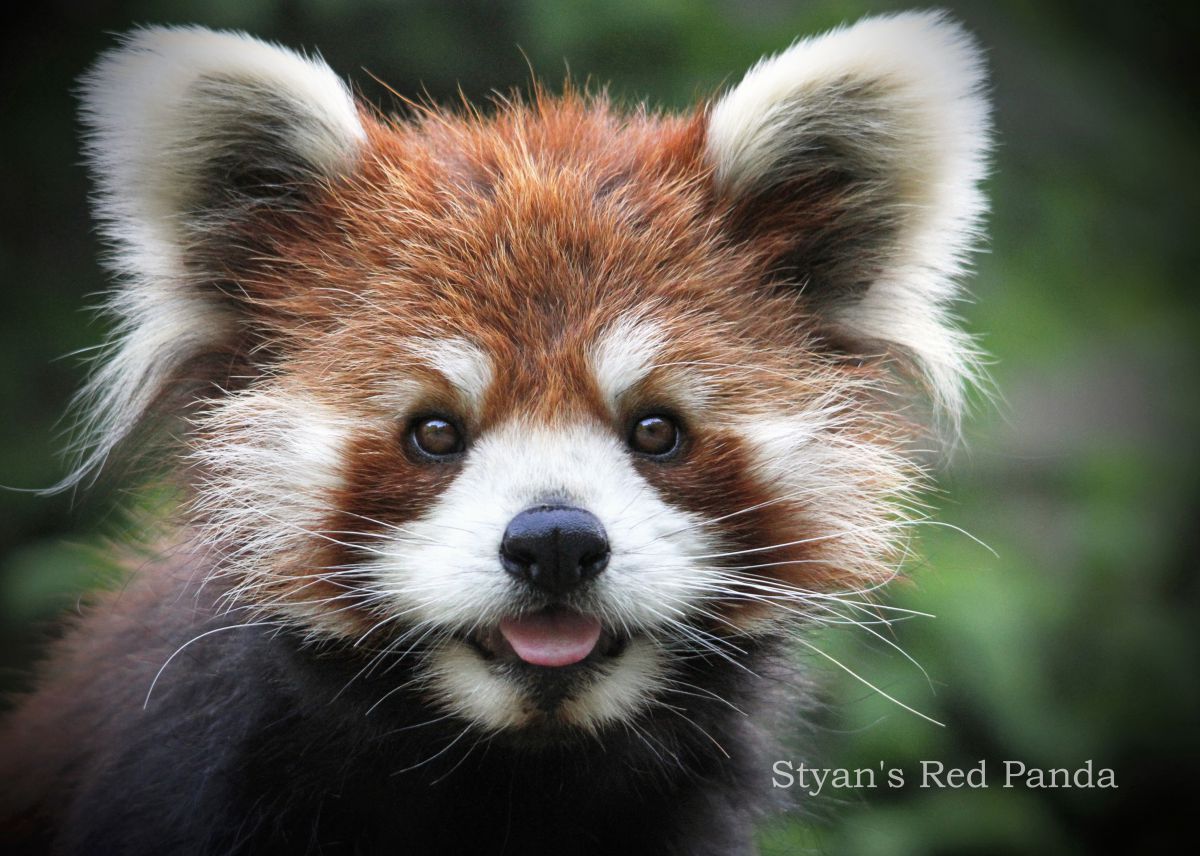 シセンレッサーパンダ 動物 その他の陸の生物 Ganref