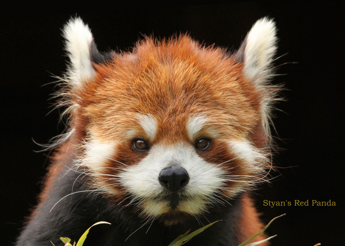 シセンレッサーパンダ 動物 その他の陸の生物 Ganref