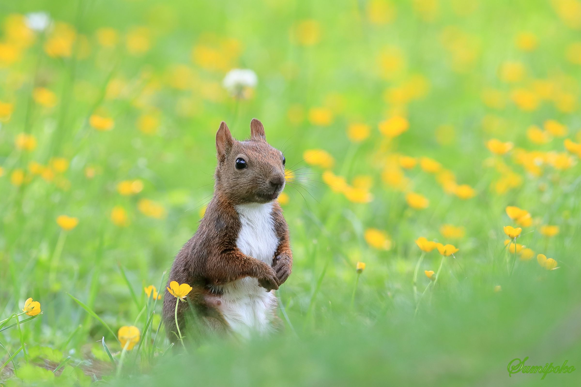 夏のリスちゃん 6 ～ | GANREF