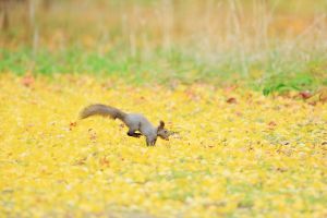 秋のリスちゃん ～ 紅葉の中で | GANREF