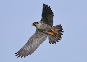 4a2fd007de12312b191e5f3dde5d21