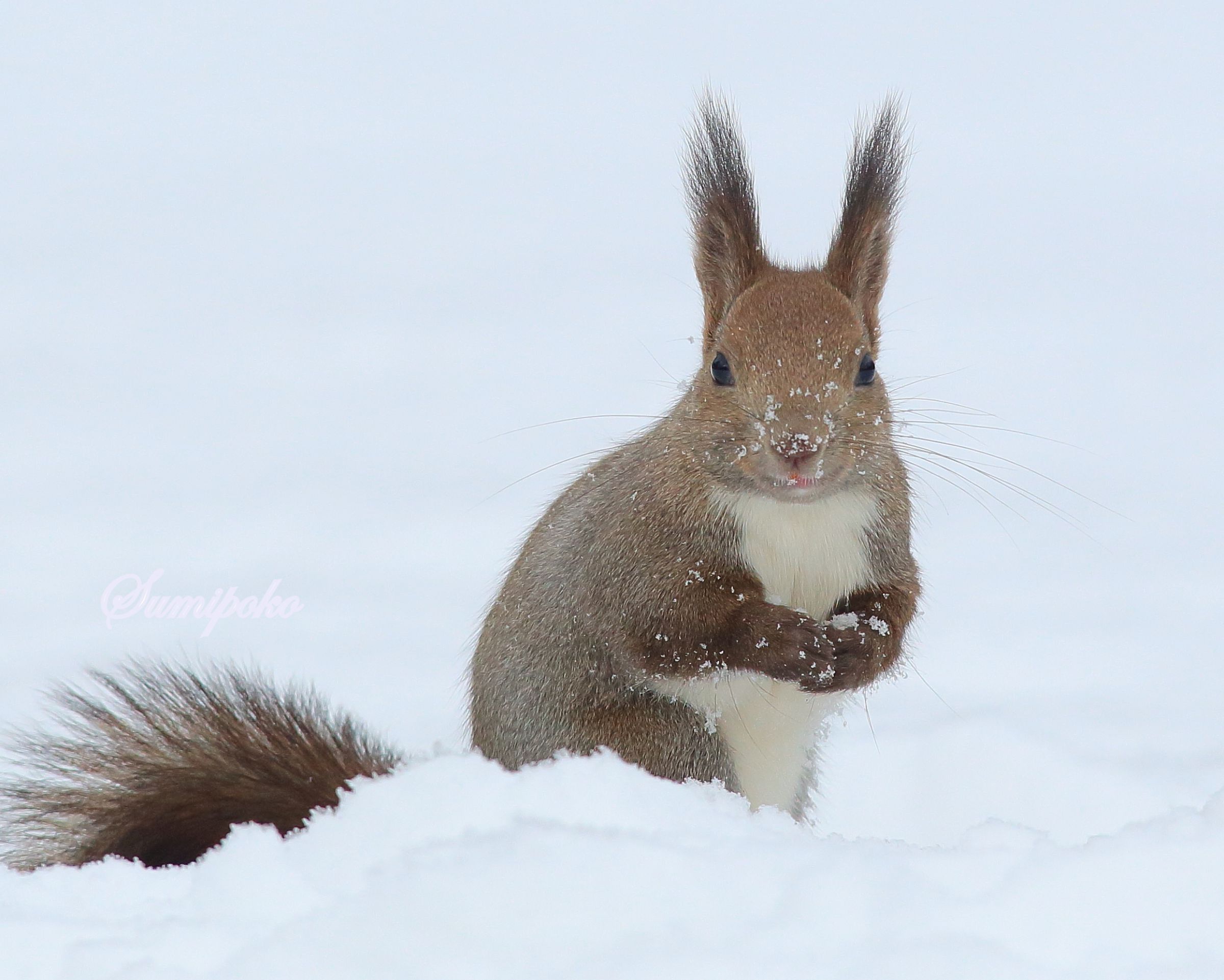 冬のリスちゃん その5 ～ ご挨拶？ | GANREF