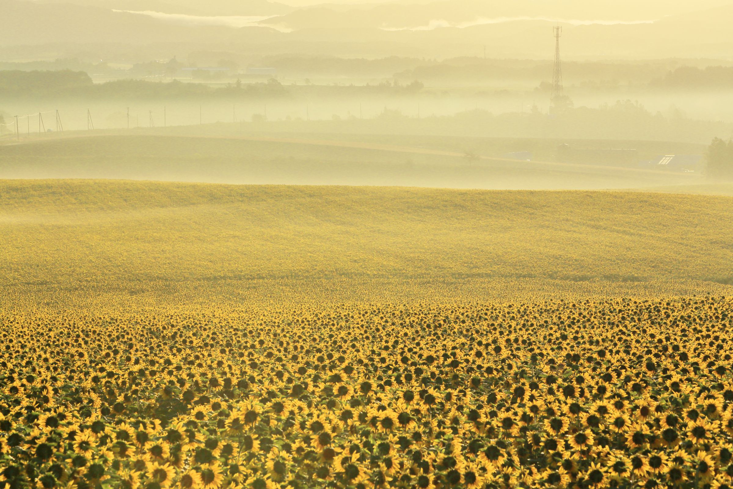 ひまわりページ DIY 5 Ideas for Paper Sunflowers / Tutorial - YouTube
