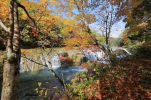 秋のリスちゃん その38 | GANREF