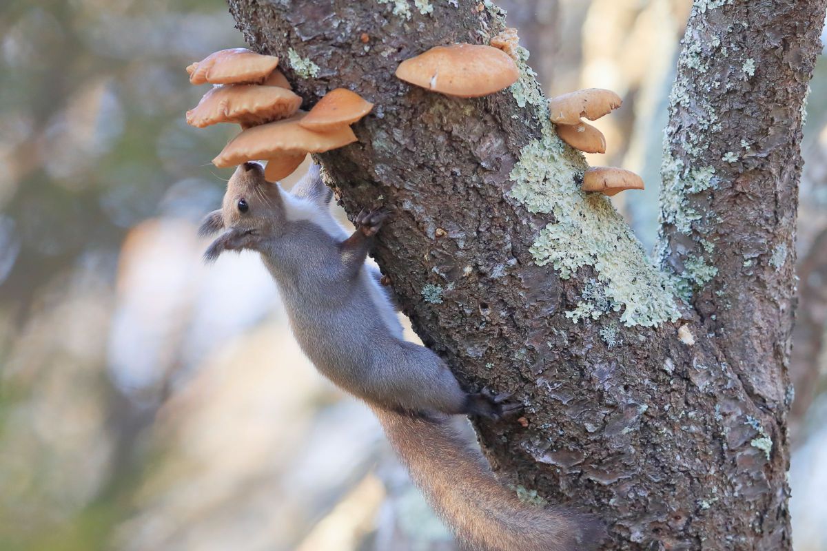 秋のリスちゃんたち その23 | GANREF