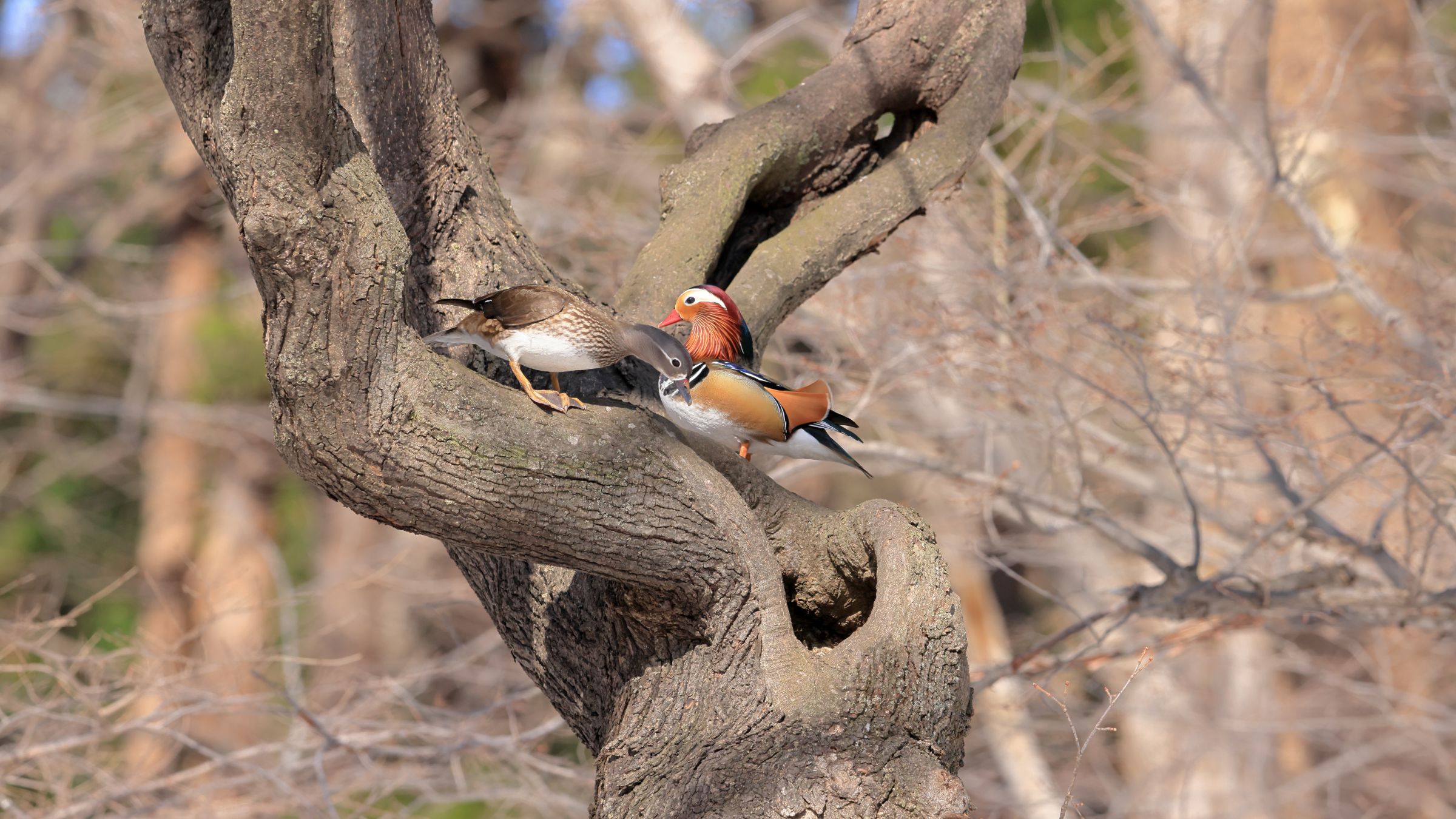 春の鳥さんたち 127 | GANREF 