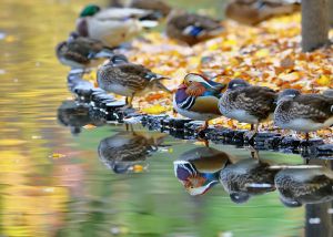 秋♪リスちゃん&どんぐり 秋のリスちゃん その38 | GANREF