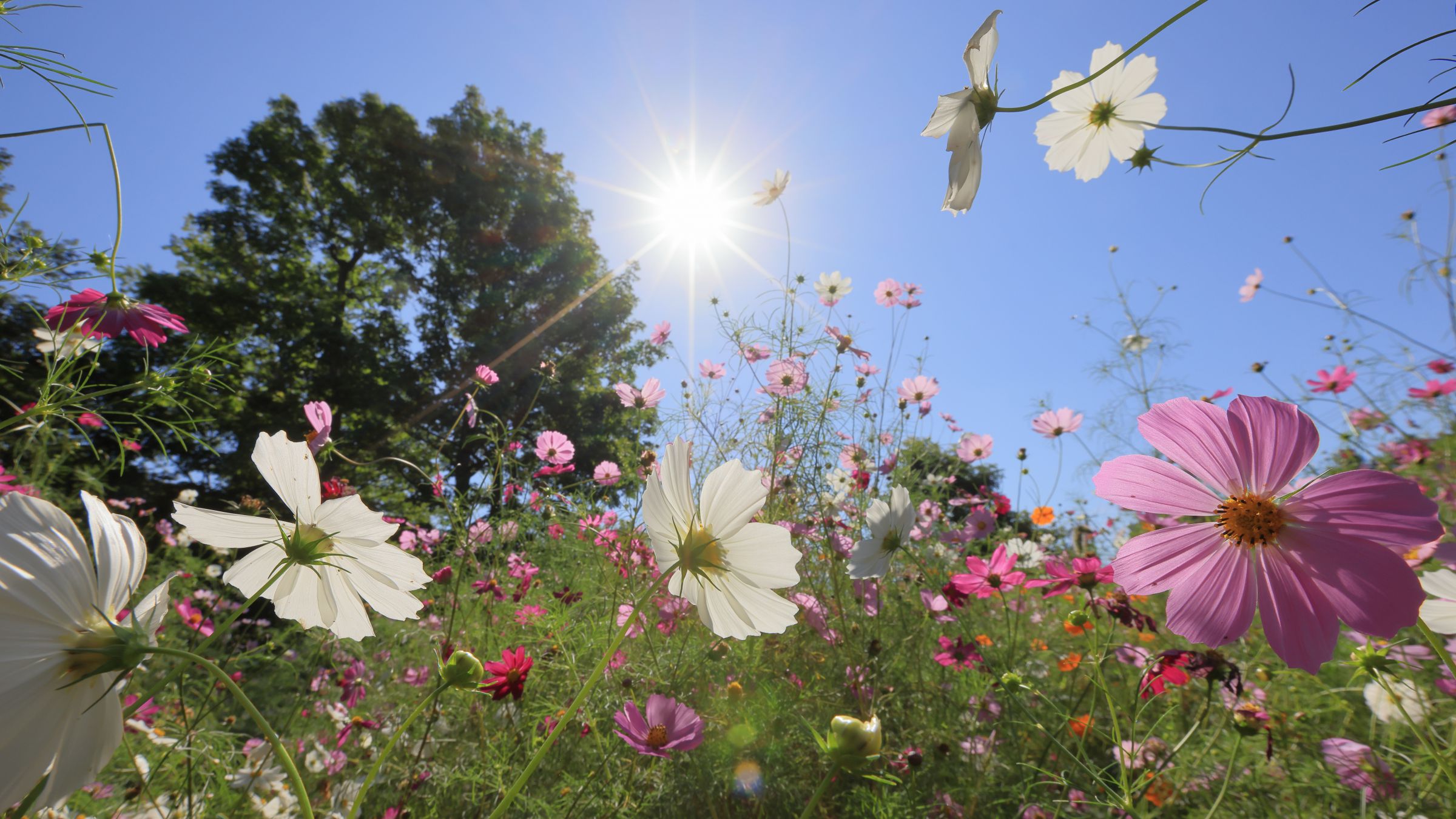 花や植物 その54 | GANREF