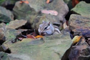 秋のリスちゃん その16 | GANREF