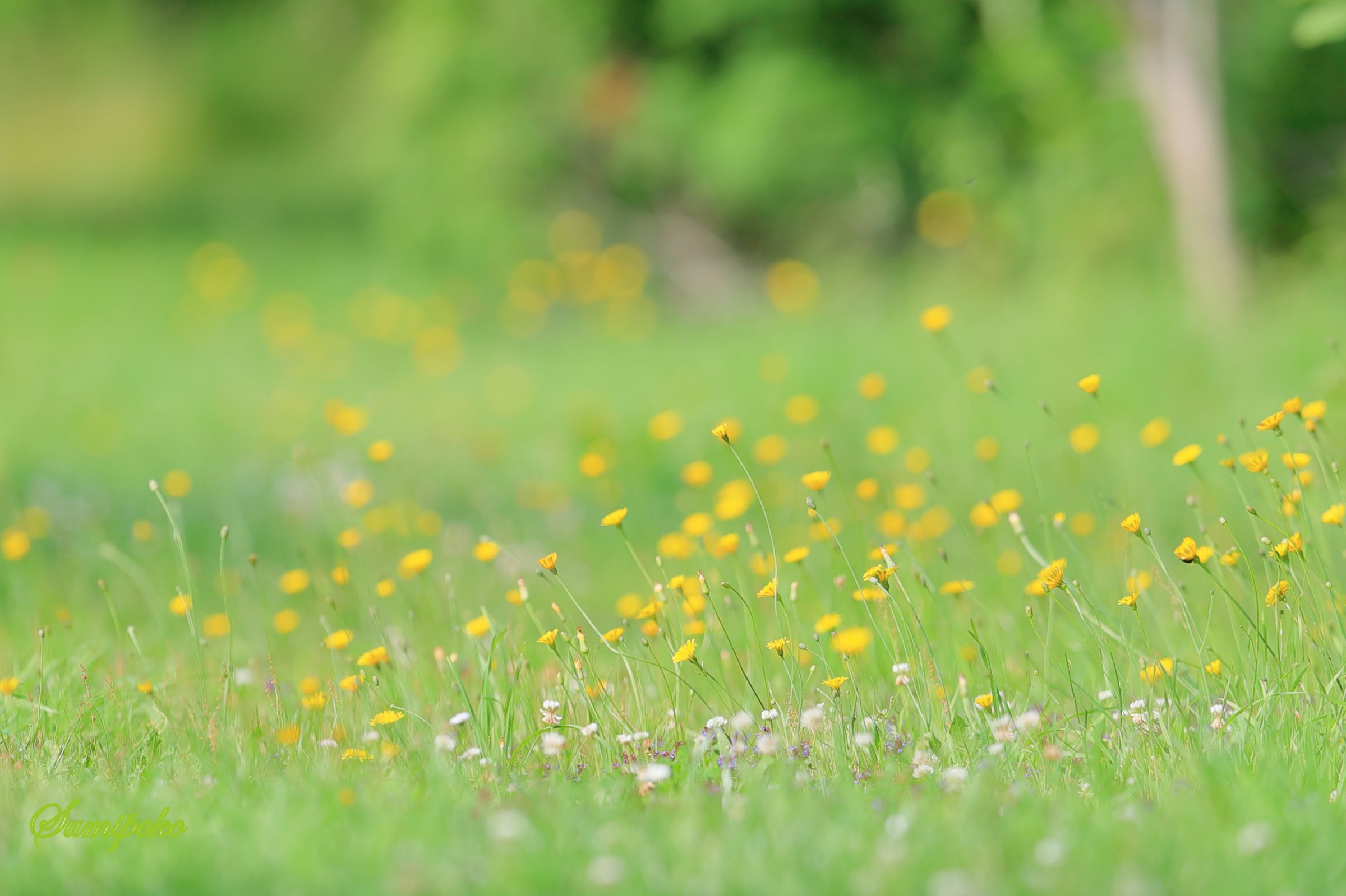 July My Photo ～ 草っぱら | GANREF
