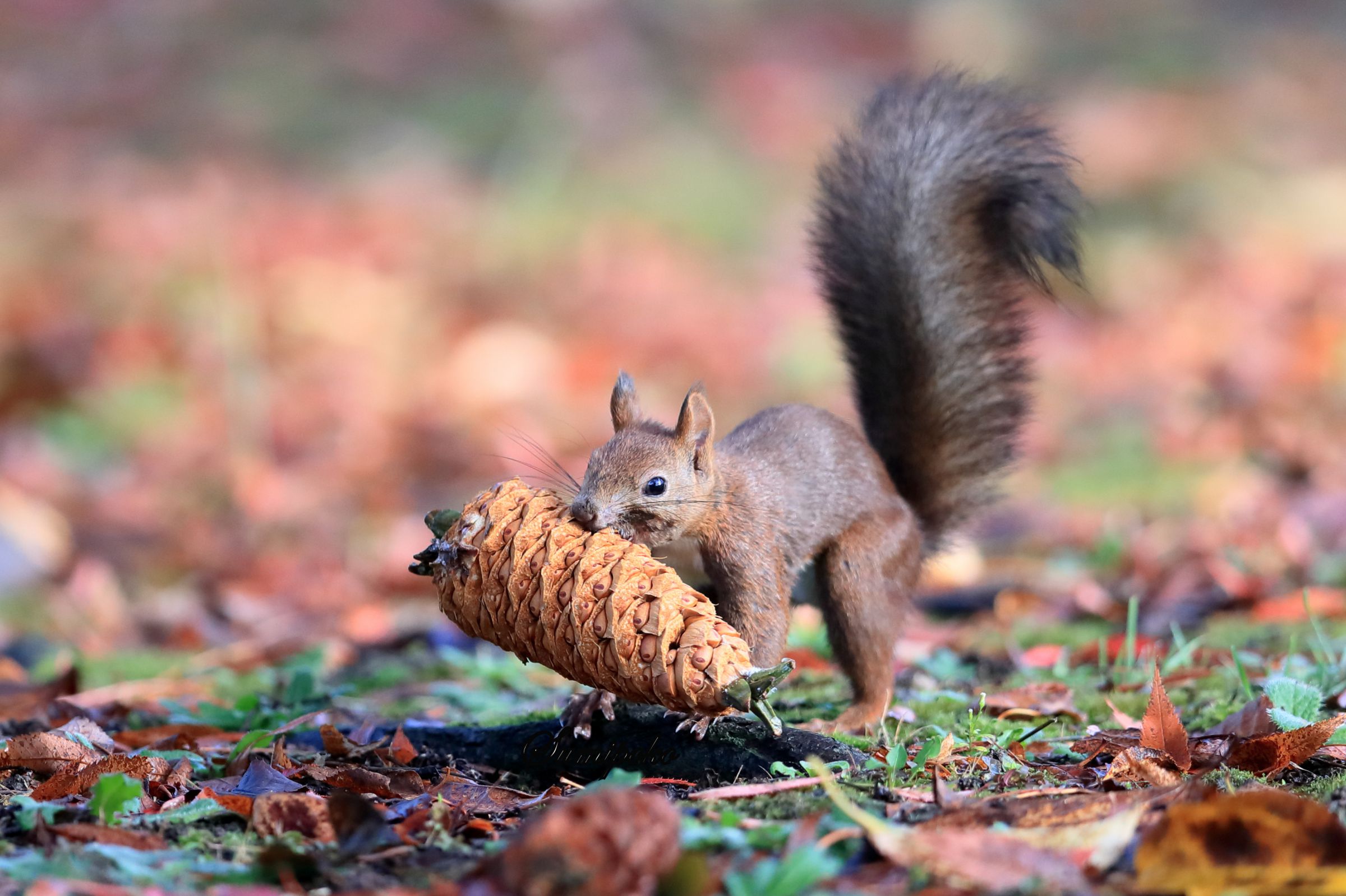 秋のリスちゃん その58 | GANREF