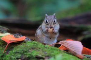 ★パキラ★　秋の味覚、果物、リスさん れらちゃん！ 食欲の秋🍁 ぷよぷよ🐿️ #しまりす #シマリス