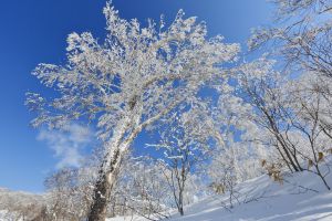 fall magc ing   秋の雪景色 fall magc ing 秋の雪景色 INGNI(イング) 2025 INGNI Autumn