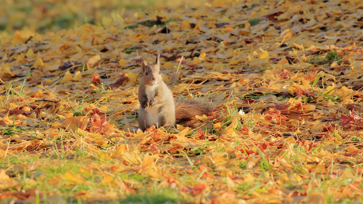 秋のリスちゃんたち その24 | GANREF