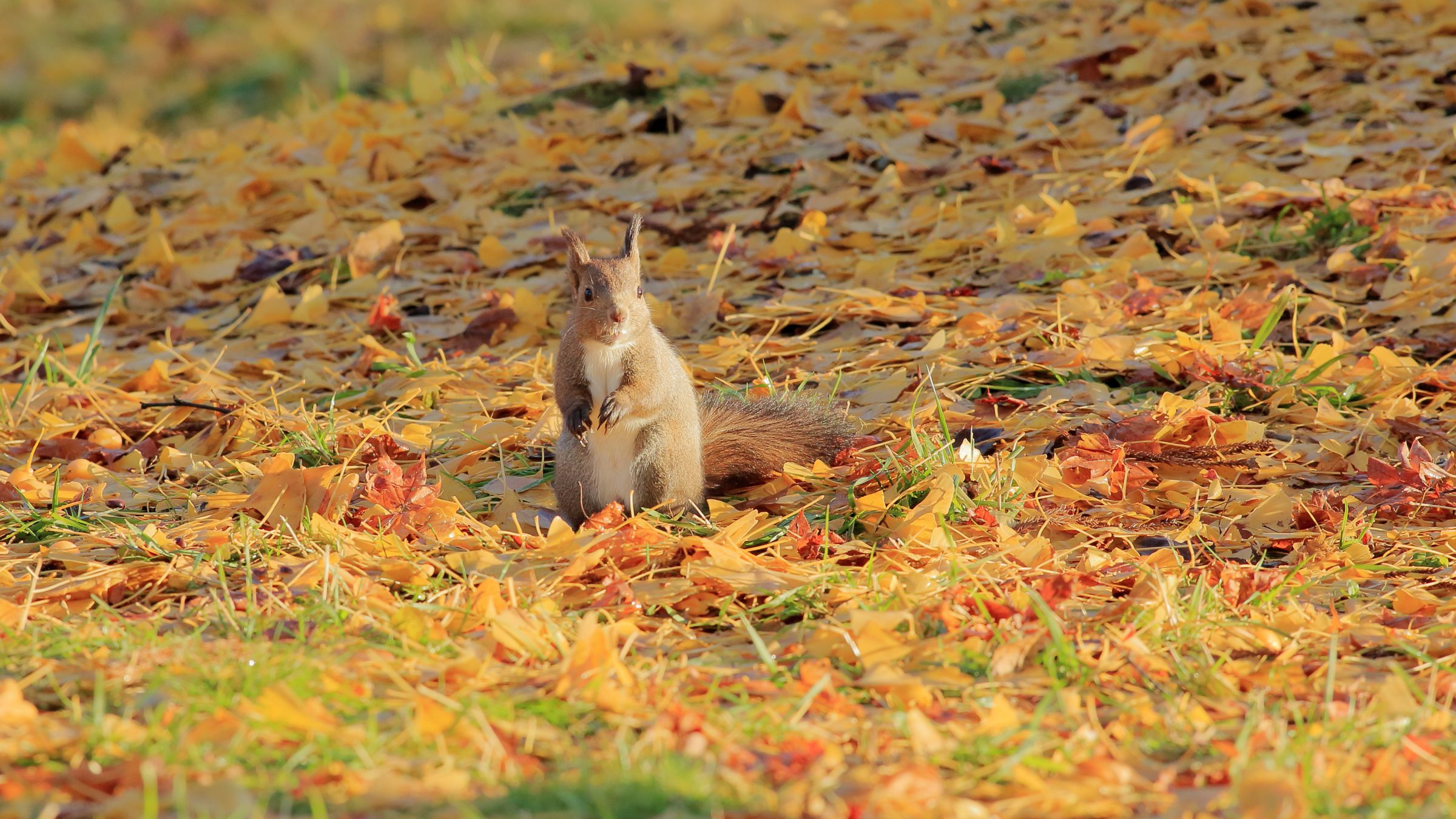 秋のリスちゃんたち その24 | GANREF