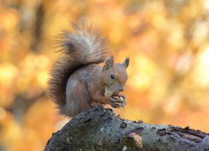 秋♪リスちゃん&どんぐり 秋♪リスちゃん&どんぐり