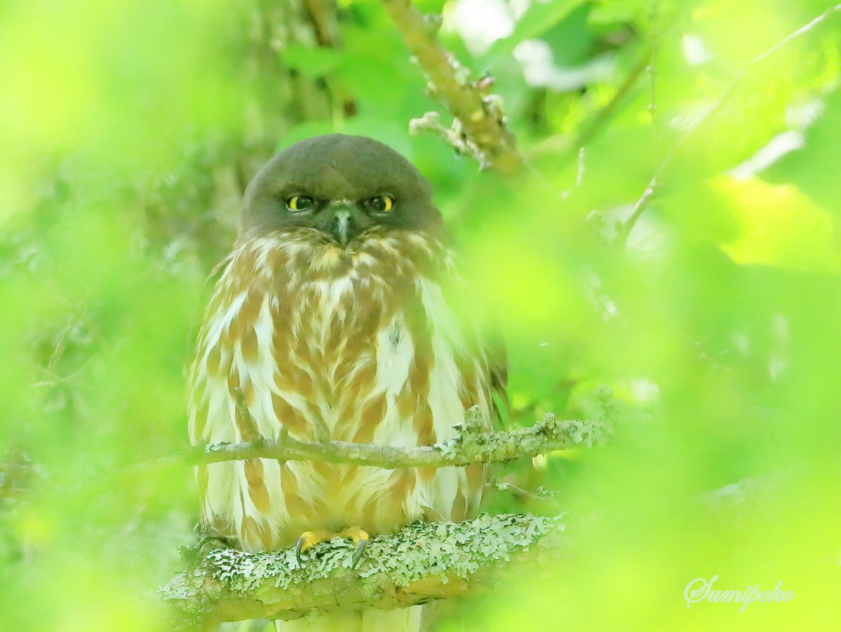 リスの森の鳥さん 53 迷い鳥 動物 鳥類 Ganref