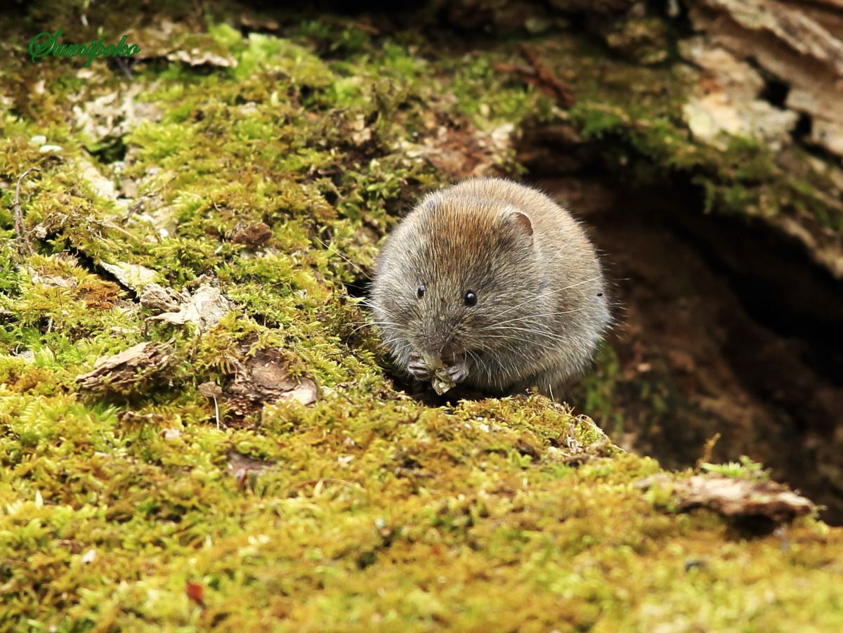 森の中の生き物 動物 小動物 Ganref