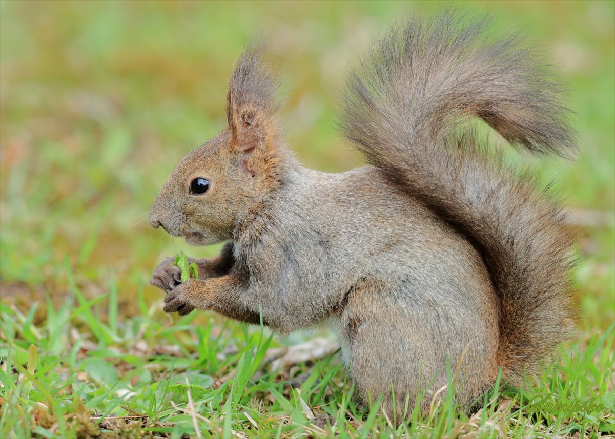 春のリスちゃん23 野菜 動物 小動物 Ganref 春のリスちゃん23 野菜 動物 小動物 Ganref