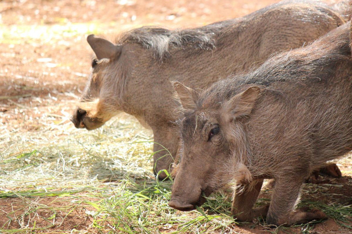 お行儀よく 動物 その他の陸の生物 Ganref
