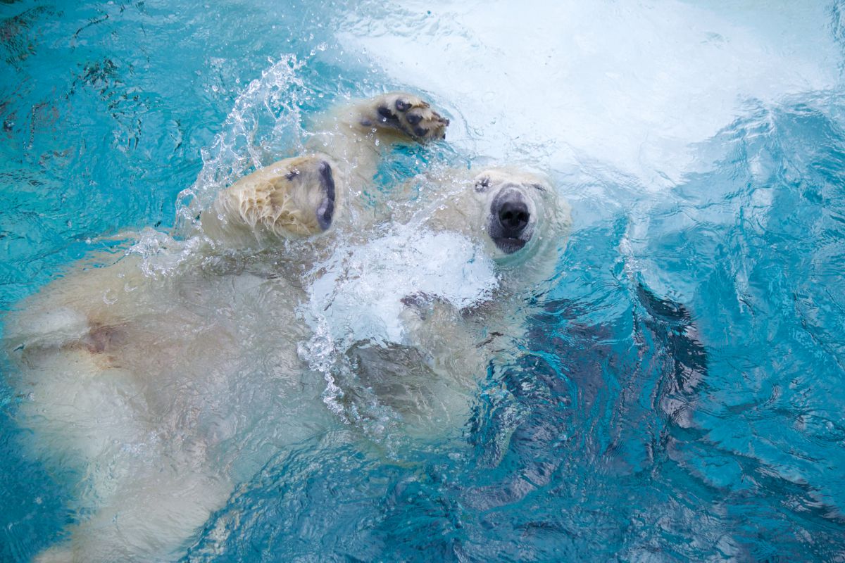 水遊び 動物 その他の陸の生物 Ganref