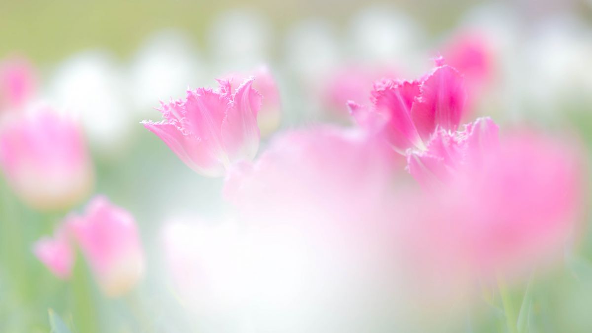 春のことです 思い出してごらん 植物 花 花びら Ganref