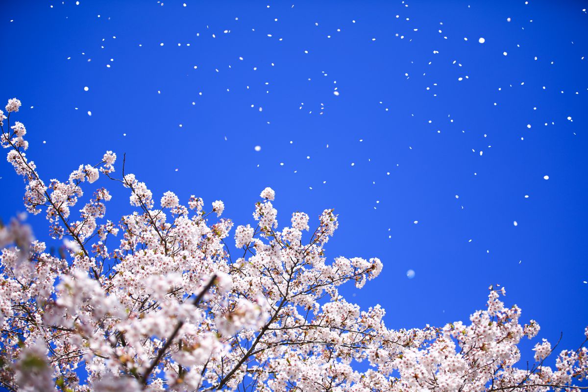旅立ちの日に 植物 桜 Ganref