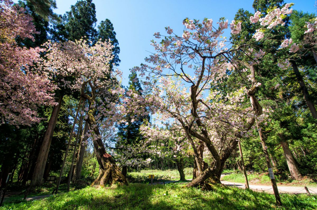 会津五桜・大鹿桜 GANREF