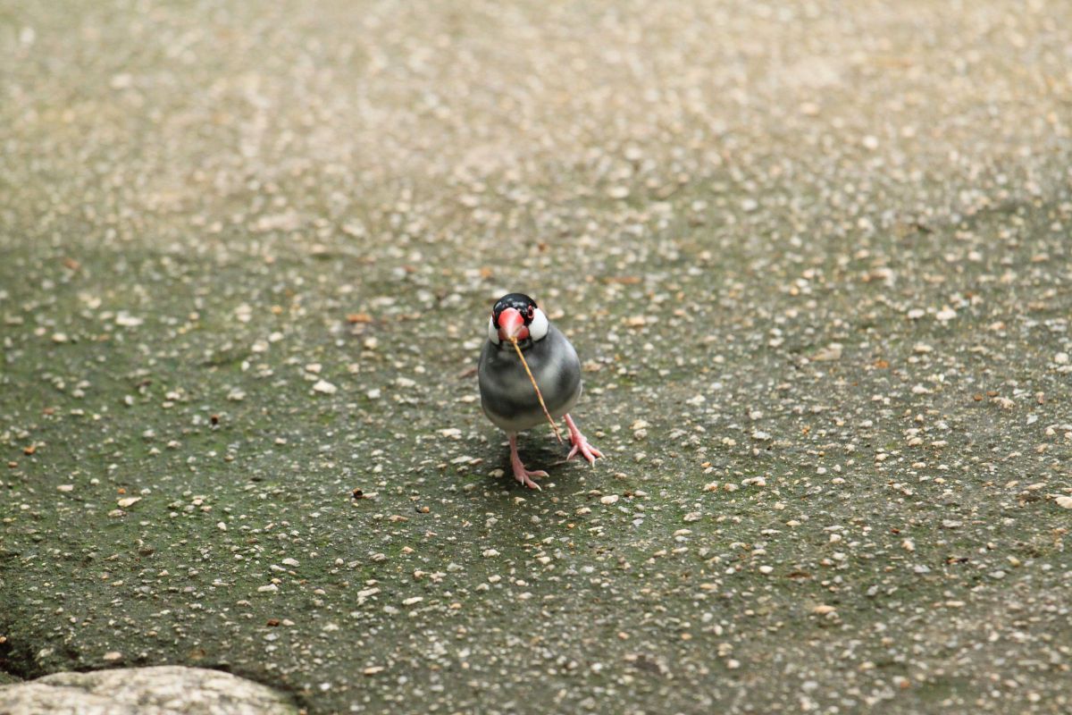 シーハー する 動物 鳥類 Ganref