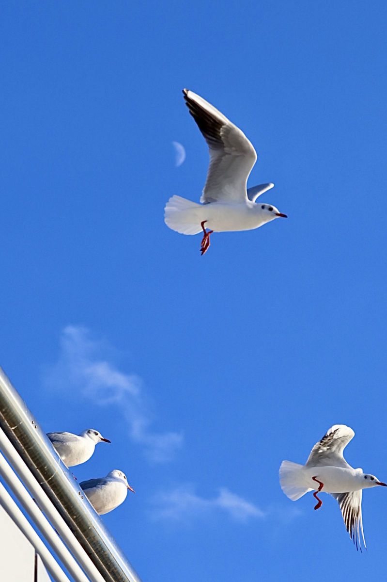 ハーバーランドにて その2 GANREF