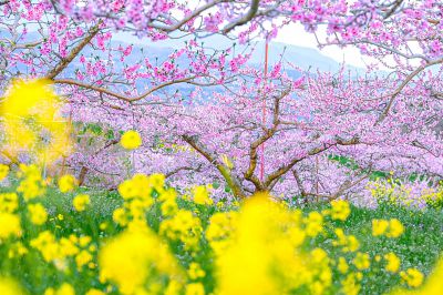 みんなが撮影した桃（モモ）の写真 | GANREF