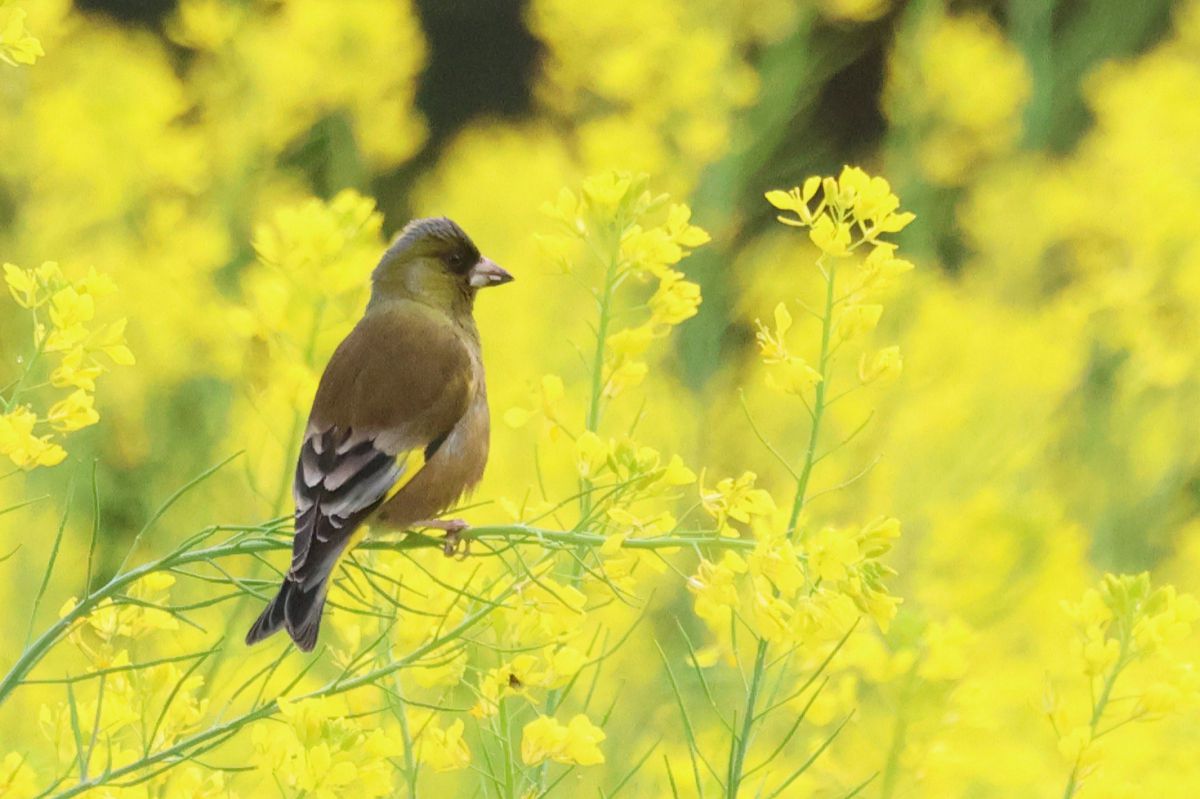 菜の花 Mustard Flower Trail in Orange County 菜の花が咲き乱れる