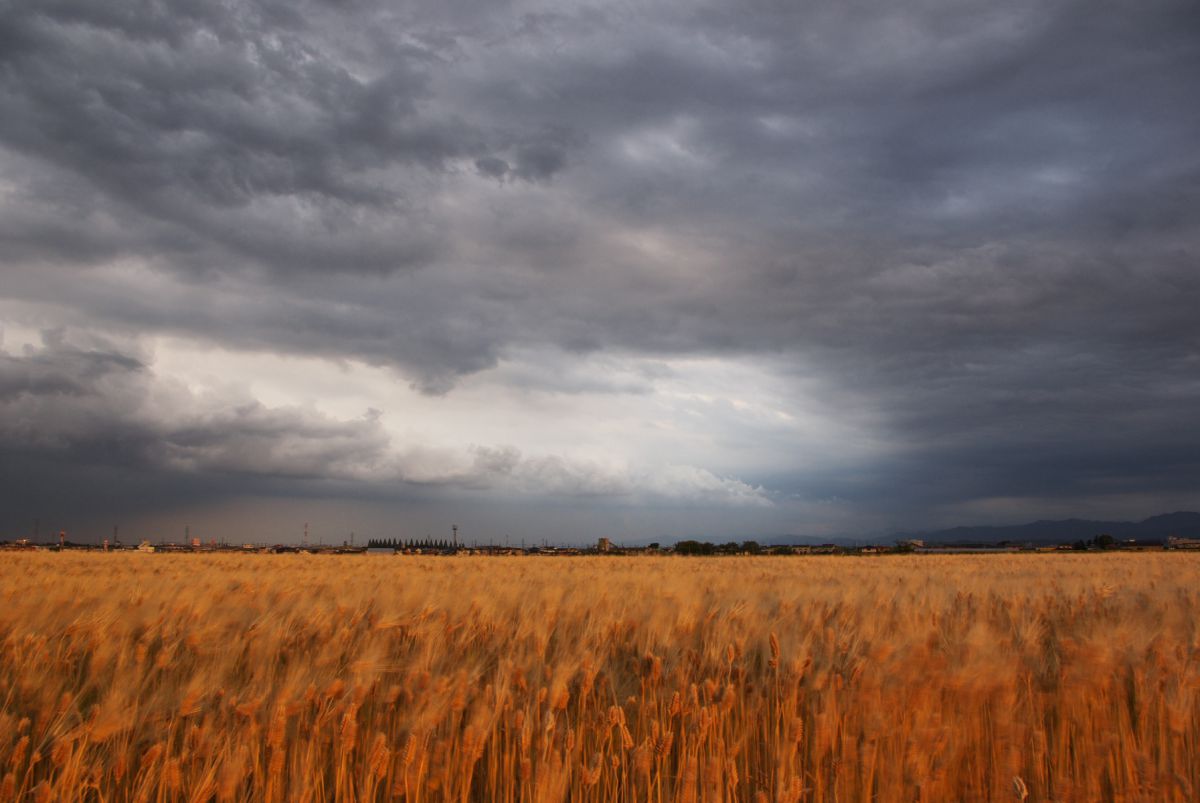 鉛色の空と夕焼け色の麦畑 自然 風景 その他 Ganref