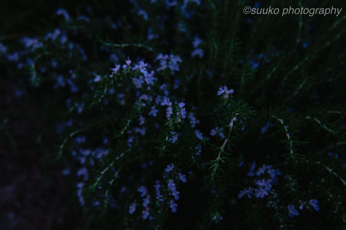 植え込みの花  植物 ＞ 花・花びら  GANREF
