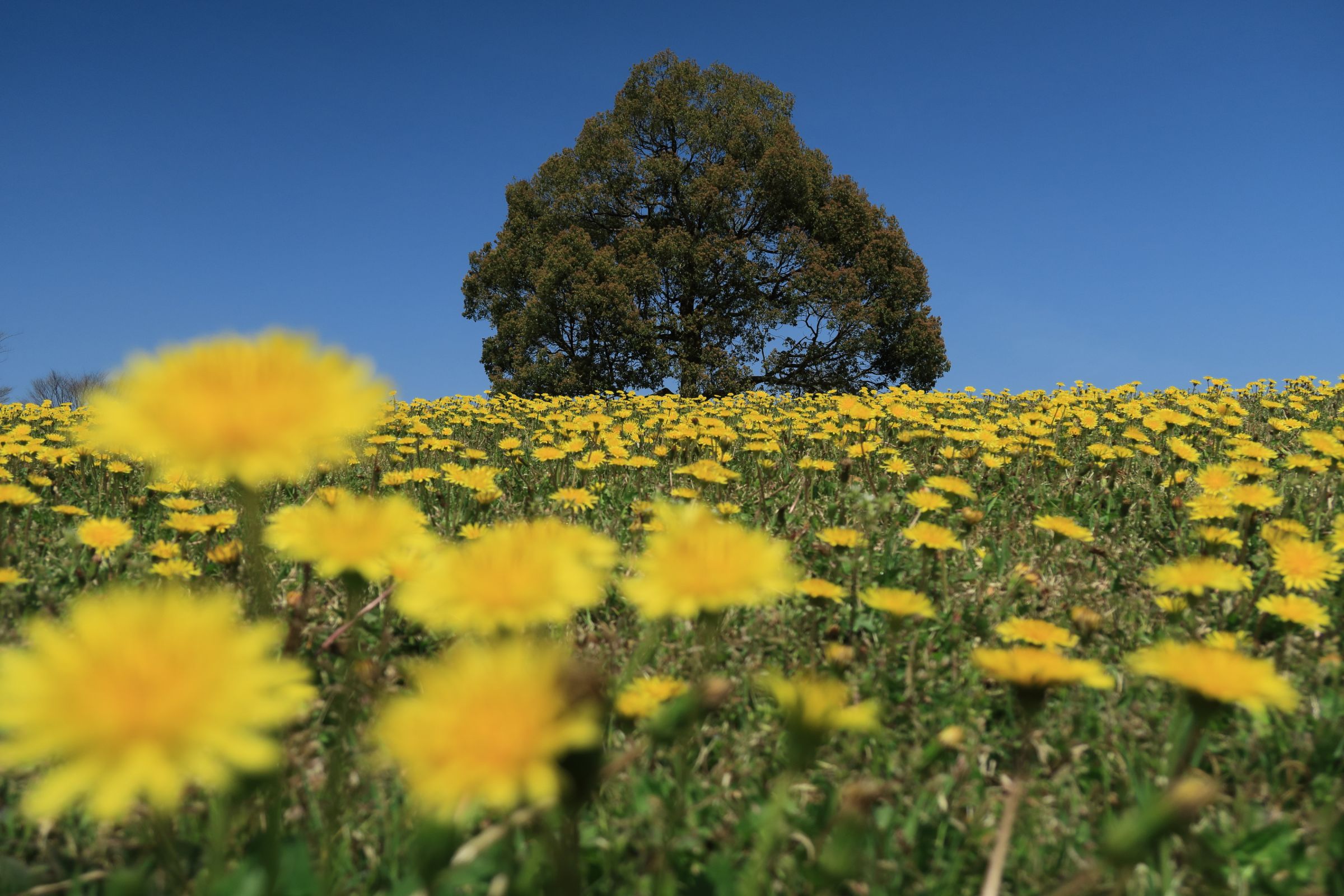 タンポポの咲く丘 | GANREF