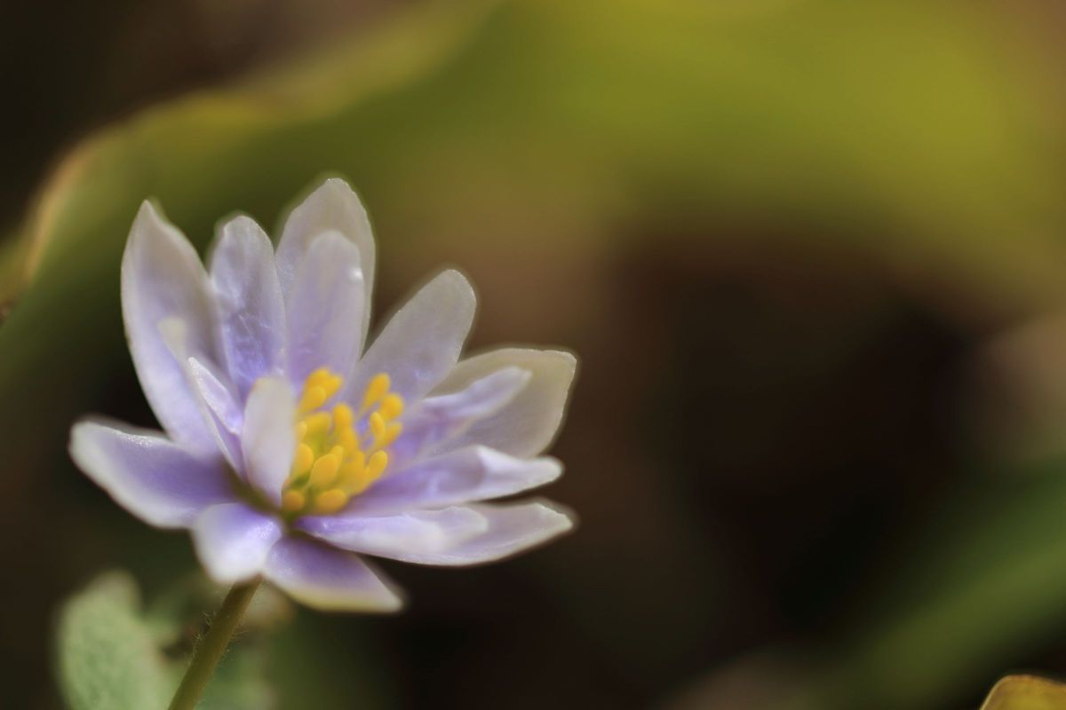 Purple Spring | GANREF
