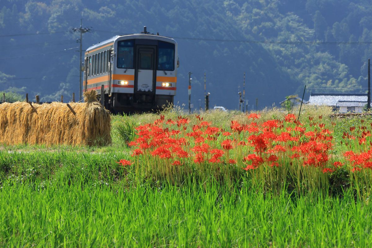 RF-S18-150mm F3.5-6.3 IS STMで撮影された写真 | 写真検索 | GANREF